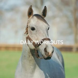 Dailies 5/31/2026